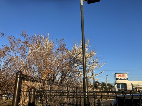 市川学園の近くで咲いていた梅の花 1月26日