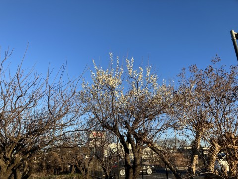 市川学園の近くで咲いていた梅の花 1月26日