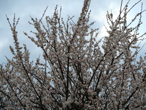 市川学園の近くで咲いていた梅の花 2月29日