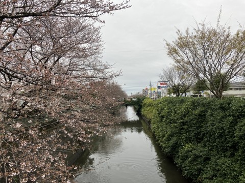 4月4日(木) 千葉県市川市・真間川沿いの桜