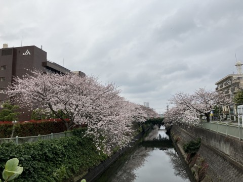 4月5日(木) 千葉県市川市・真間川沿いの桜