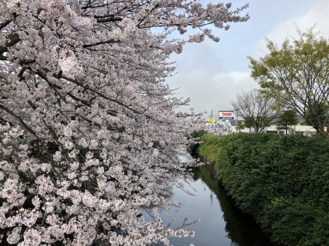 4月8日(月) 千葉県市川市・真間川沿いの桜