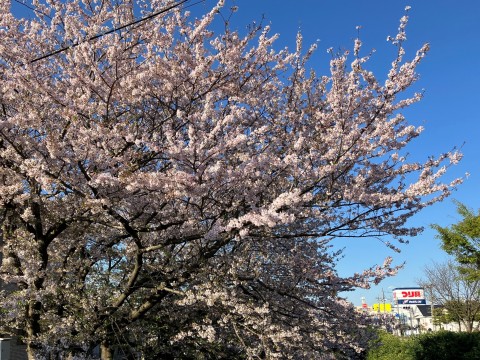 4月10日(水) 千葉県市川市・真間川沿いの桜