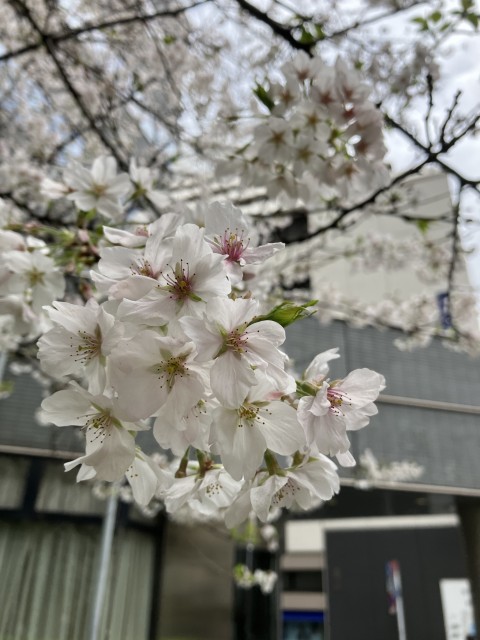 4月4日(木) 東京都中央区日本橋兜町の桜
